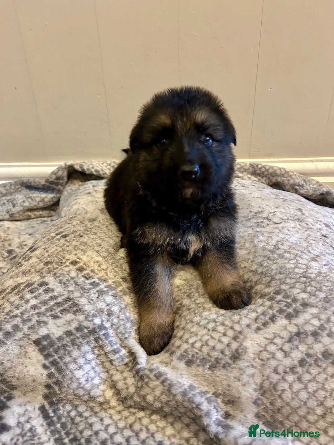 German Shepherd dogs for sale: 6 beautiful German Sheperd puppies  - Image 5