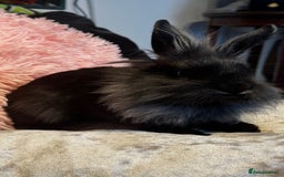 Mixed Breed rabbits for sale: Netherland dwarf and lionhead mixed bunnies - Image 22