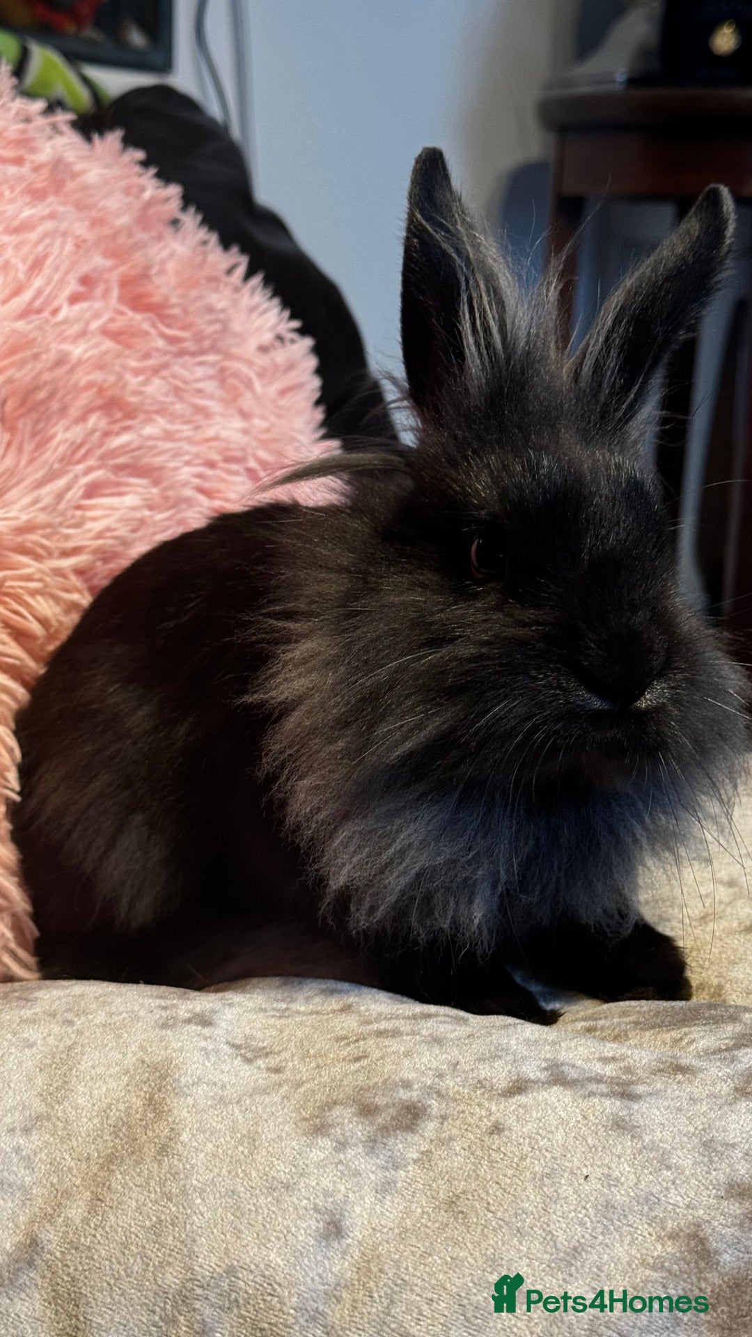 Mixed Breed rabbits for sale: Netherland dwarf and lionhead mixed bunnies - Image 22