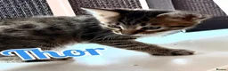 Savannah cats for sale: F4 Savannah Kitten’s original African bloodline - Advert 6