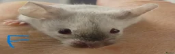 Mouse rodents for sale: Fancy Mice - Advert 16