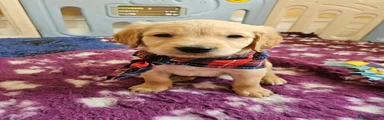 Golden Retriever Puppy 1