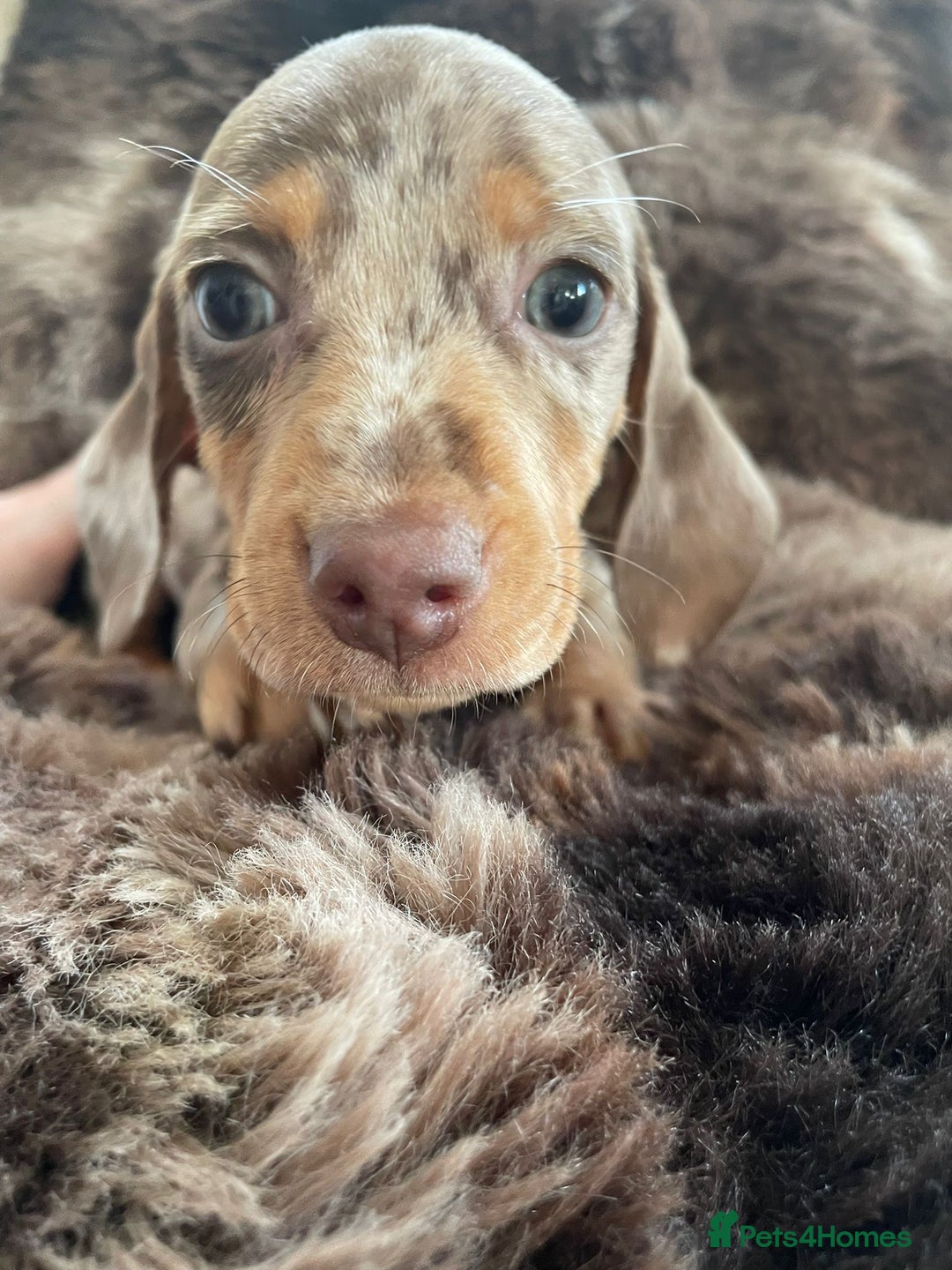 Dachshund dogs for sale: Miniature Dachshunds for sale  - Advert 5