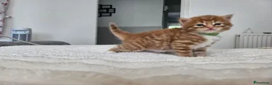 Mixed Breed 1