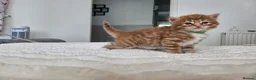 Mixed Breed cats for sale: Beautiful Kittens Looking For Their Forever Homes. - Advert 24