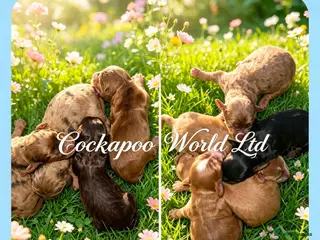 Cockapoo dogs DNA CLEAR,stunning cockapoos, ready 18th September - Advert 8
