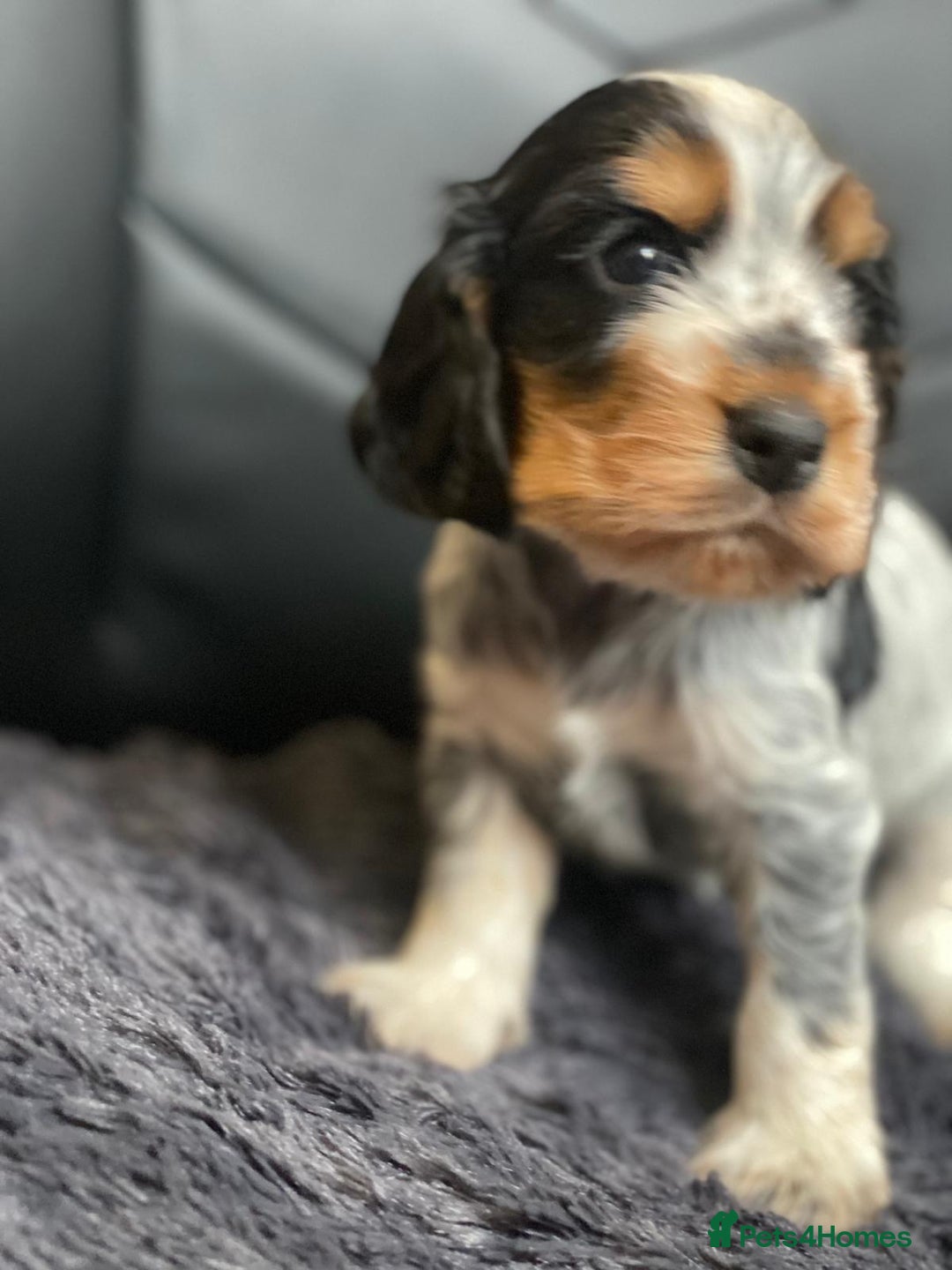 Cocker Spaniel dogs for sale: Show Cocel Spaniel- K.C. Reg. - Image 8