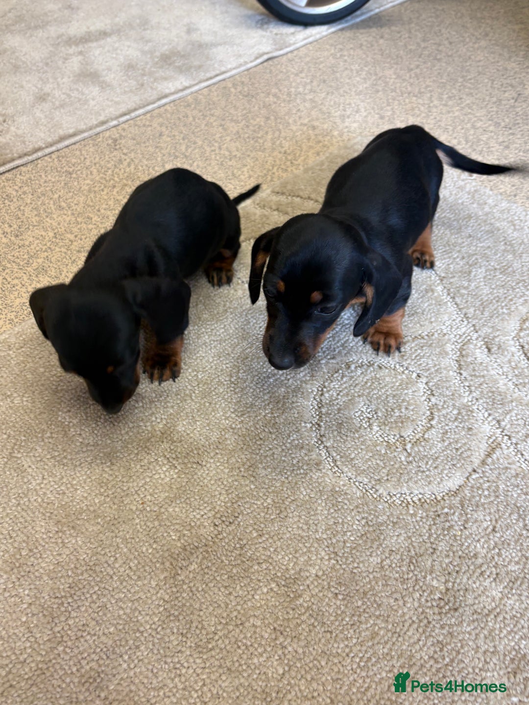 Dachshund dogs for sale: ❤️ Dashound ❤️  - Image 6