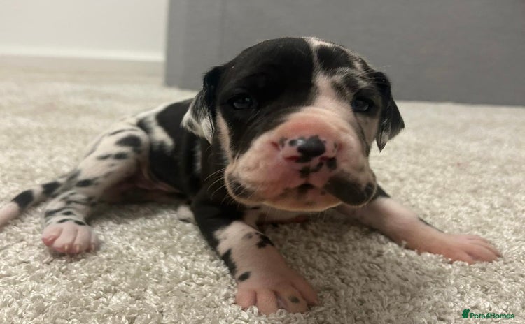 Great Dane dogs - Advert 1