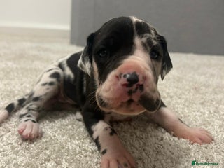 Great Dane dogs - Advert 1