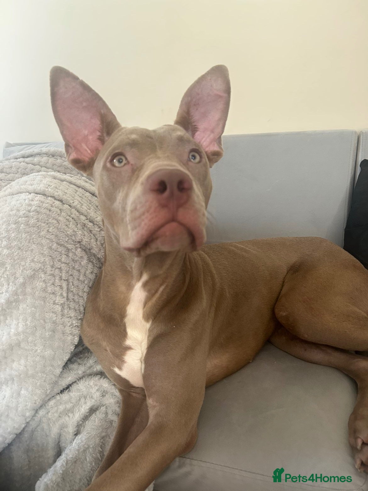 Mixed Breed dogs 9 month old cane corso  ** tiff puppy - Advert 1