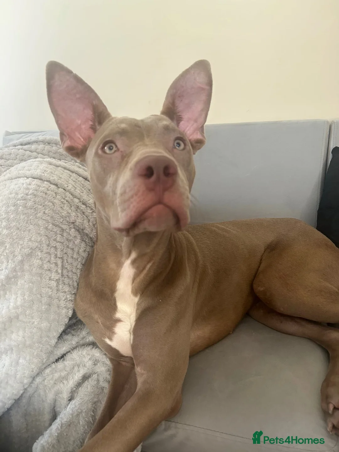 Mixed Breed dogs for sale: 9 month old cane corso  ** tiff puppy in Castle Cary - Advert 1