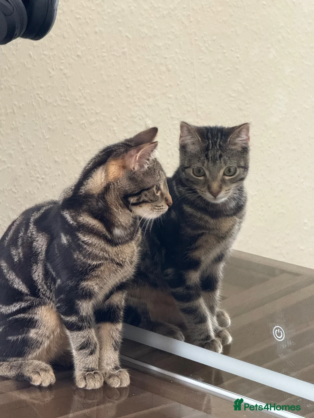 Domestic Shorthair cats for sale: Domestic shorthair need gone ASAP  in Oldham - Advert 2