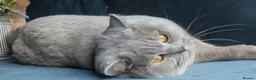 British Shorthair cats for stud: Outstanding champion lilac stud  - Advert 3