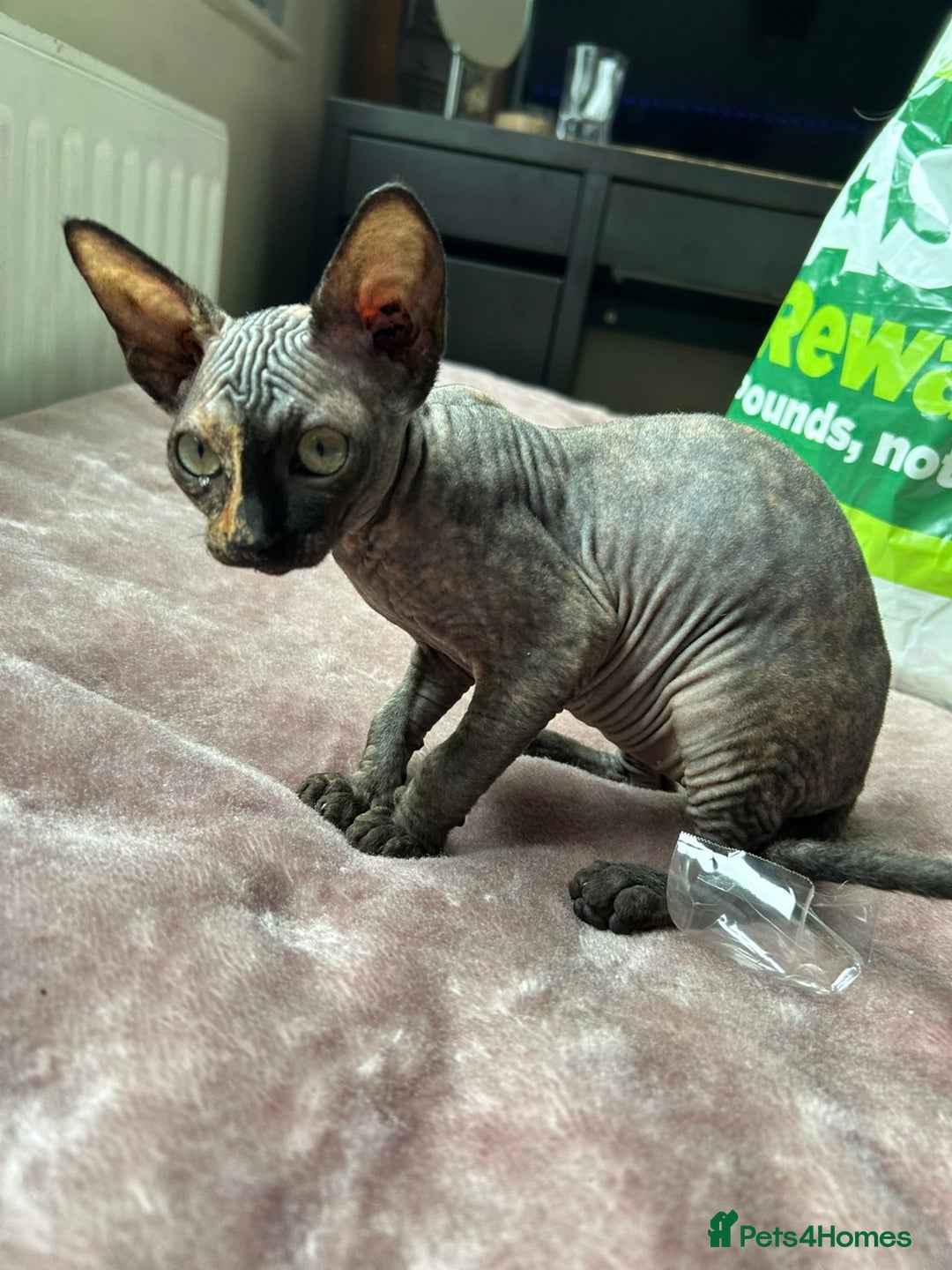 Sphynx cats for sale: 4 female canadian sphynx looking for home - Advert 4