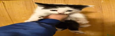 Mixed Breed Kitten 3