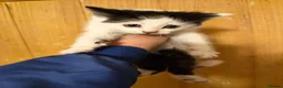 Mixed Breed cats for sale: ⭐ Eye Catching striking kittens ⭐ - Advert 5