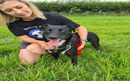 Mixed Breed dogs for adoption: Lottie, gorgeous girl - Image 3