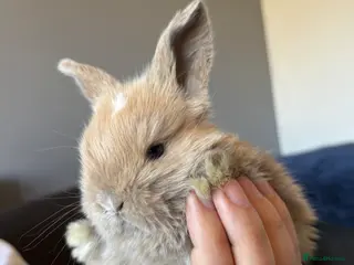 Mini Lop rabbits Pure bred mini lop bunnies - Advert 8
