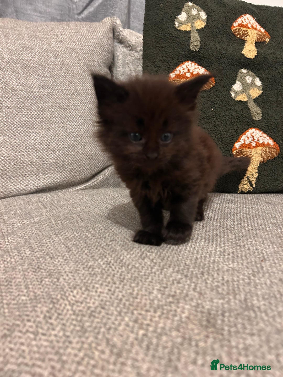 Maine Coon cats for sale: Halloween babies 🎃🐈‍⬛ 2 girls left - Advert 24