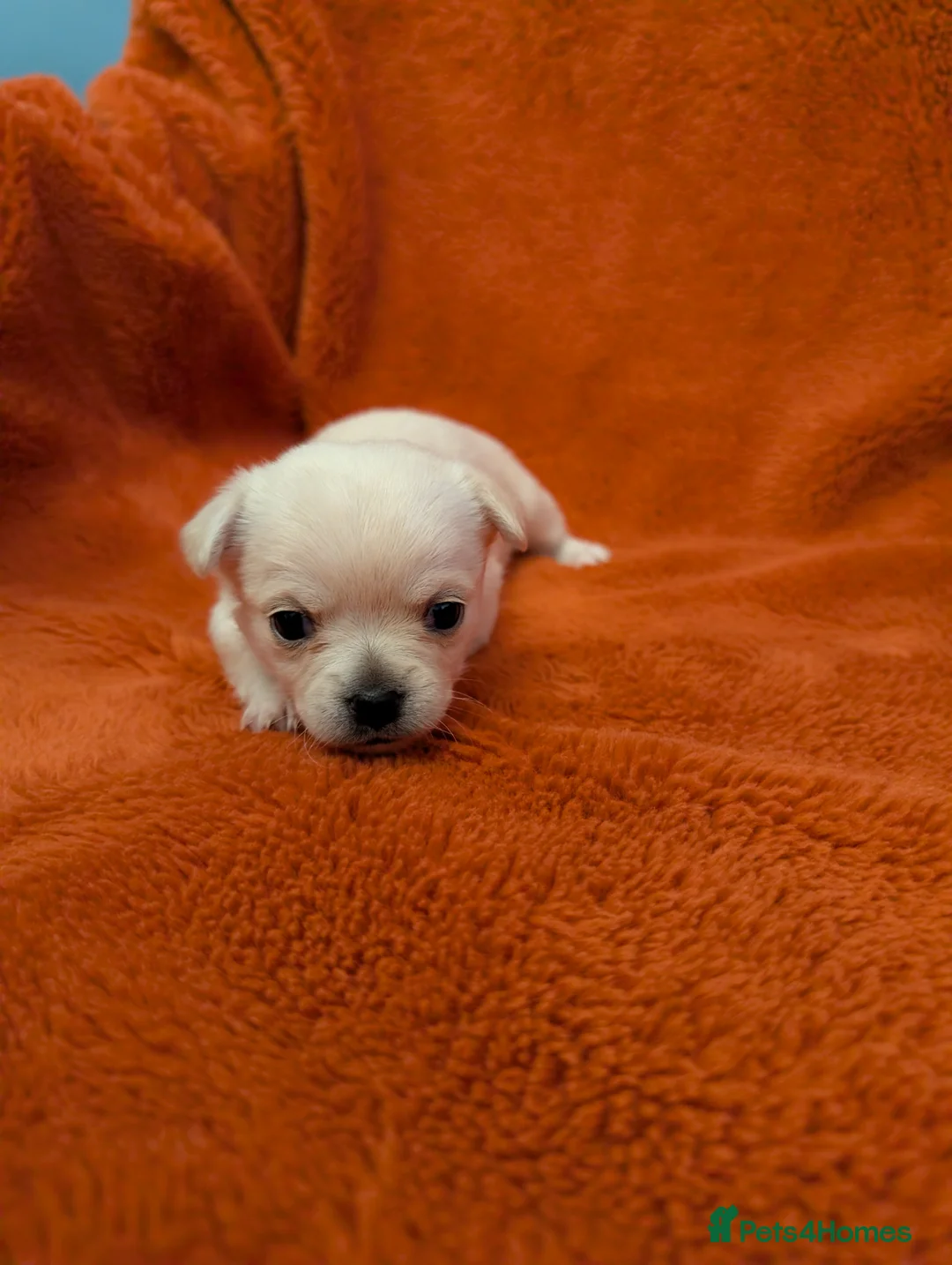 Mixed Breed dogs for sale: 3/4 Chihuahua puppies - 4 available! in Maidstone - Advert 14