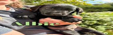 Albie