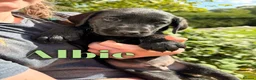 Labrador Retriever dogs for sale: Beautiful Working Labrador Puppies ready now! - Advert 3
