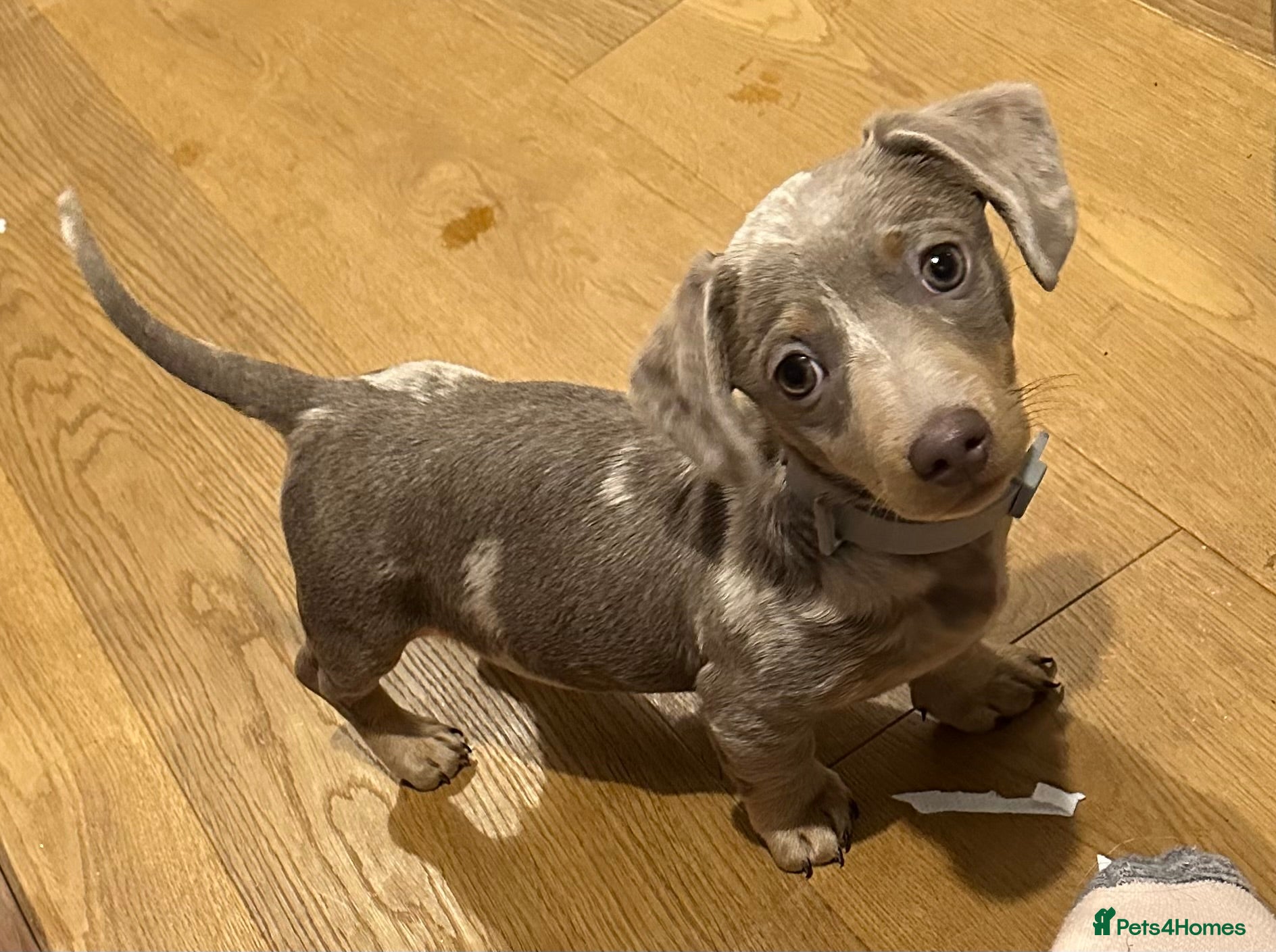 Miniature Dachshund dogs Dapple Mini Dachshund pup - Advert 5