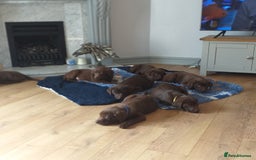 Labrador Retriever dogs for sale: KC Registered Chocolate Labradors  - Image 1