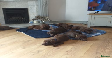 Labrador Retriever dogs - Advert 1