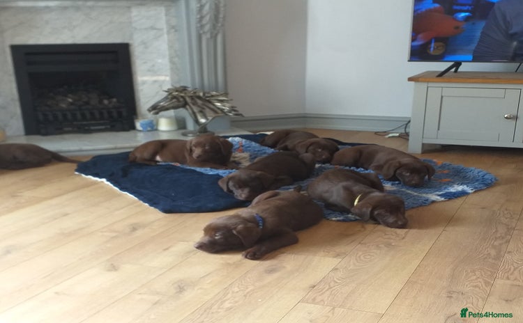Labrador Retriever dogs - Advert 1