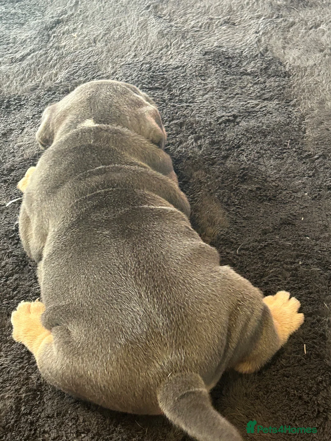 Olde English Bulldogge dogs for sale: Big chunky rope puppy’s 🎀 in Wellingborough - Advert 27