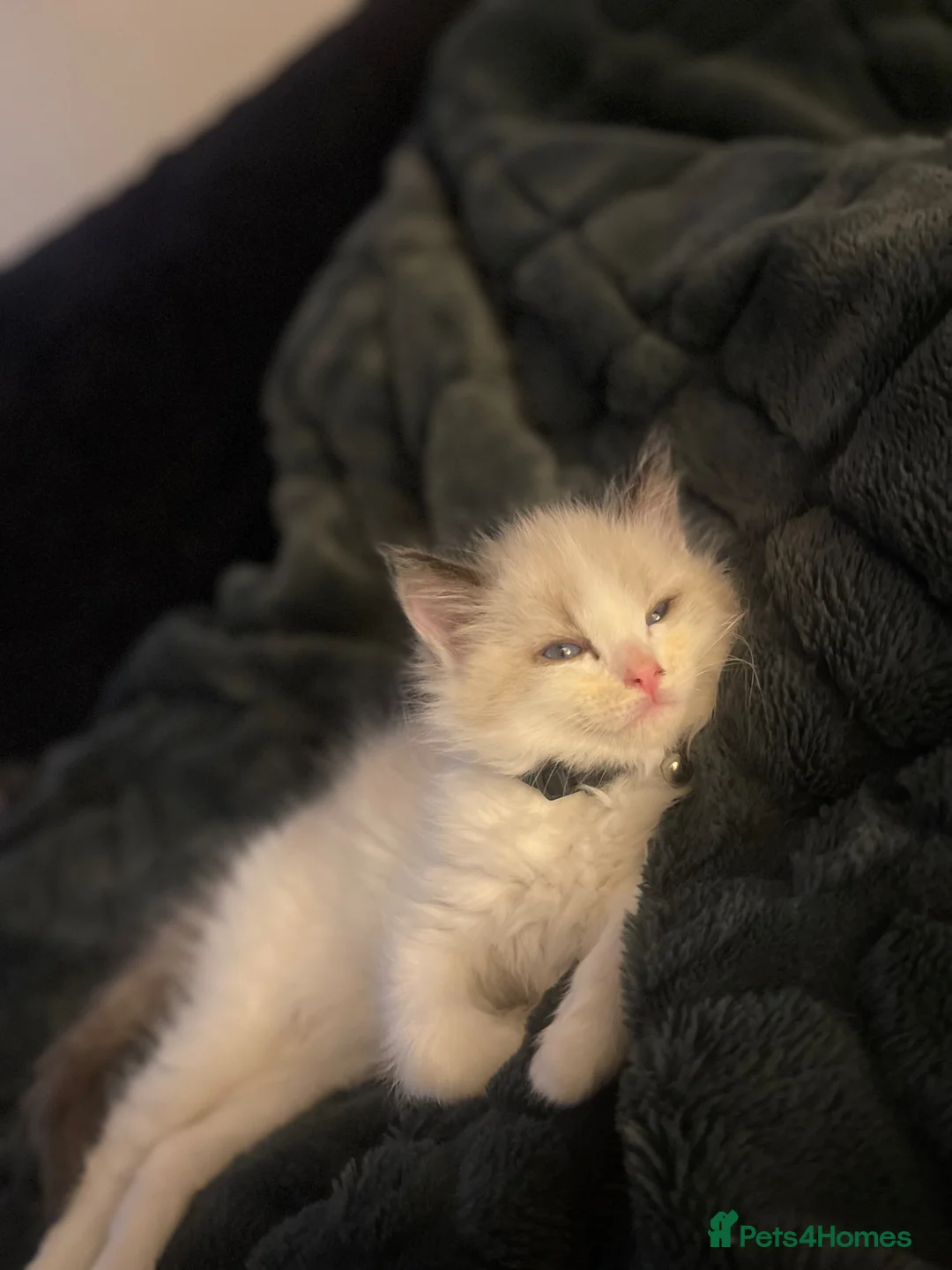 Ragdoll cats for sale: Beautiful boy ragdoll looking for a good home! - Advert 2
