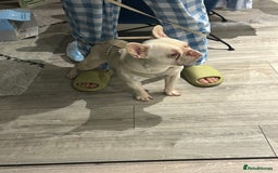 French Bulldog dogs for sale: french bulldog - Image 3