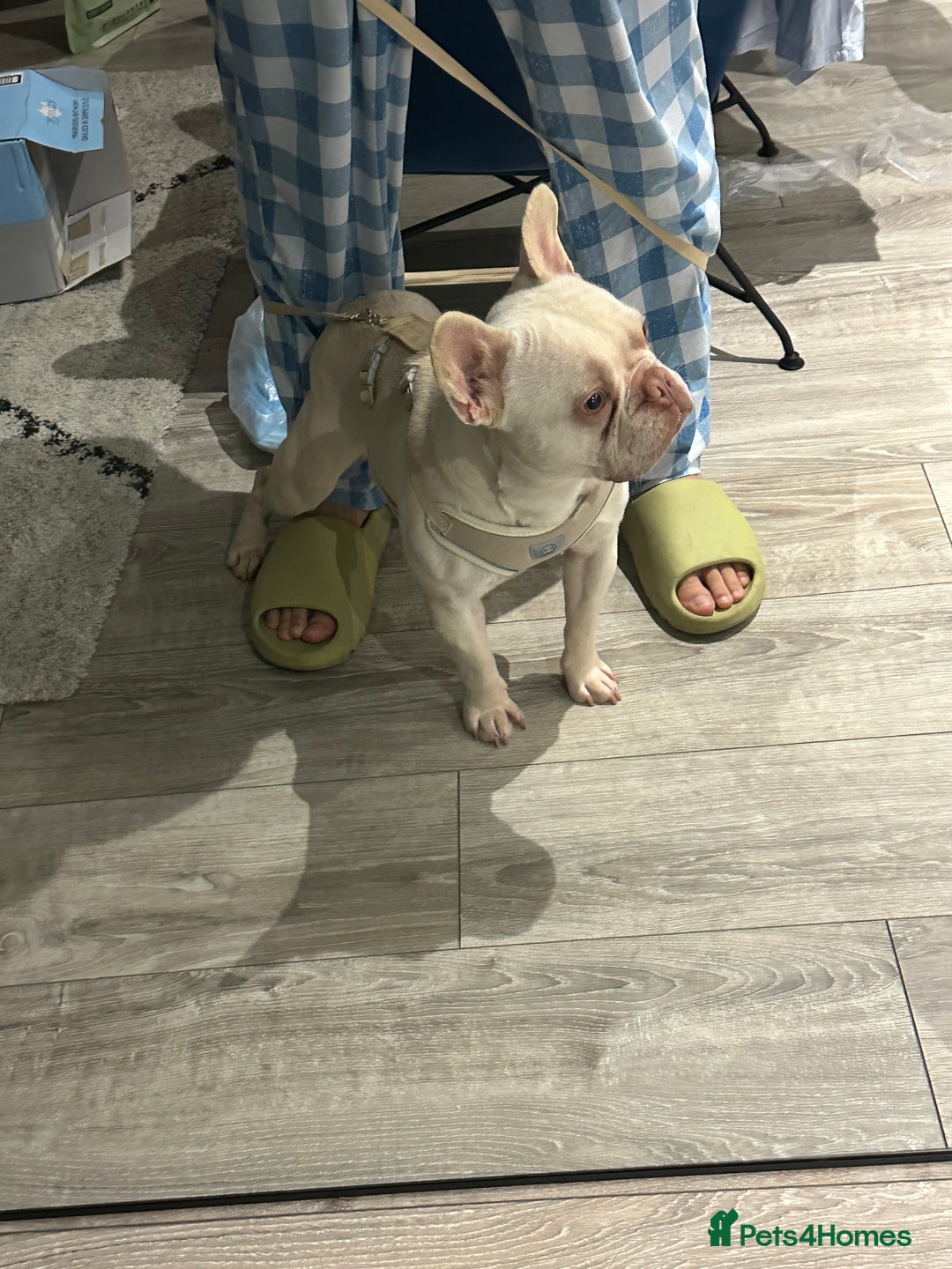 French Bulldog dogs for sale: french bulldog - Image 3