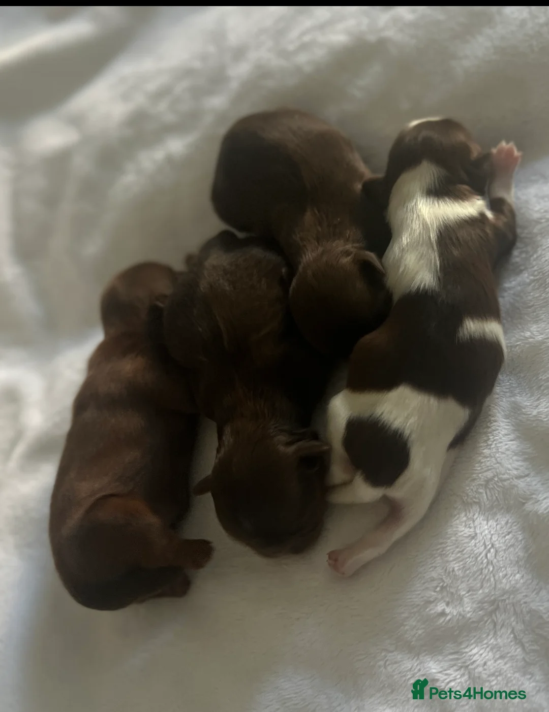 Shih Tzu dogs for stud: 🐶💎 Bumble – Imperial Shih Tzu Stud, kc reg 💎🐶 in Liverpool - Advert 19