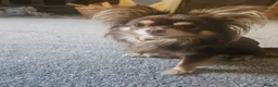Chihuahua dogs for stud: Chihuahua stud - Advert 2