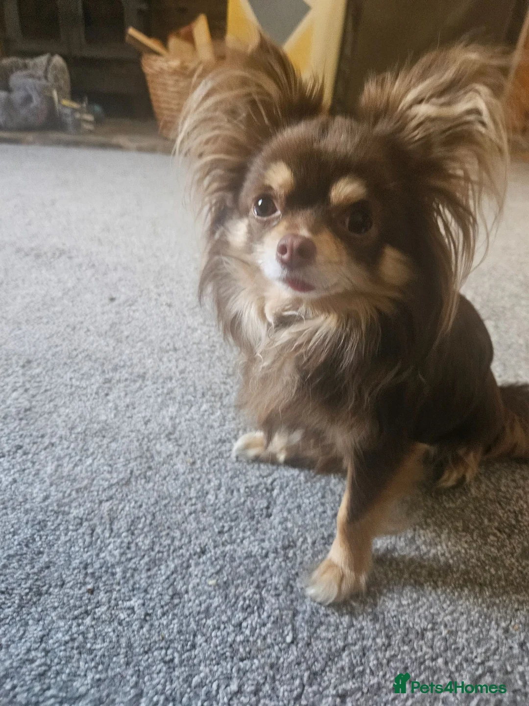 Chihuahua dogs for stud: Chihuahua stud - Advert 2