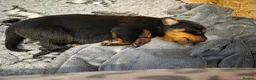 Rottweiler dogs for sale: Big chunky rottweiler  - Advert 2
