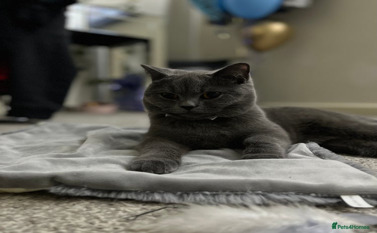 British Shorthair cats - Advert 1