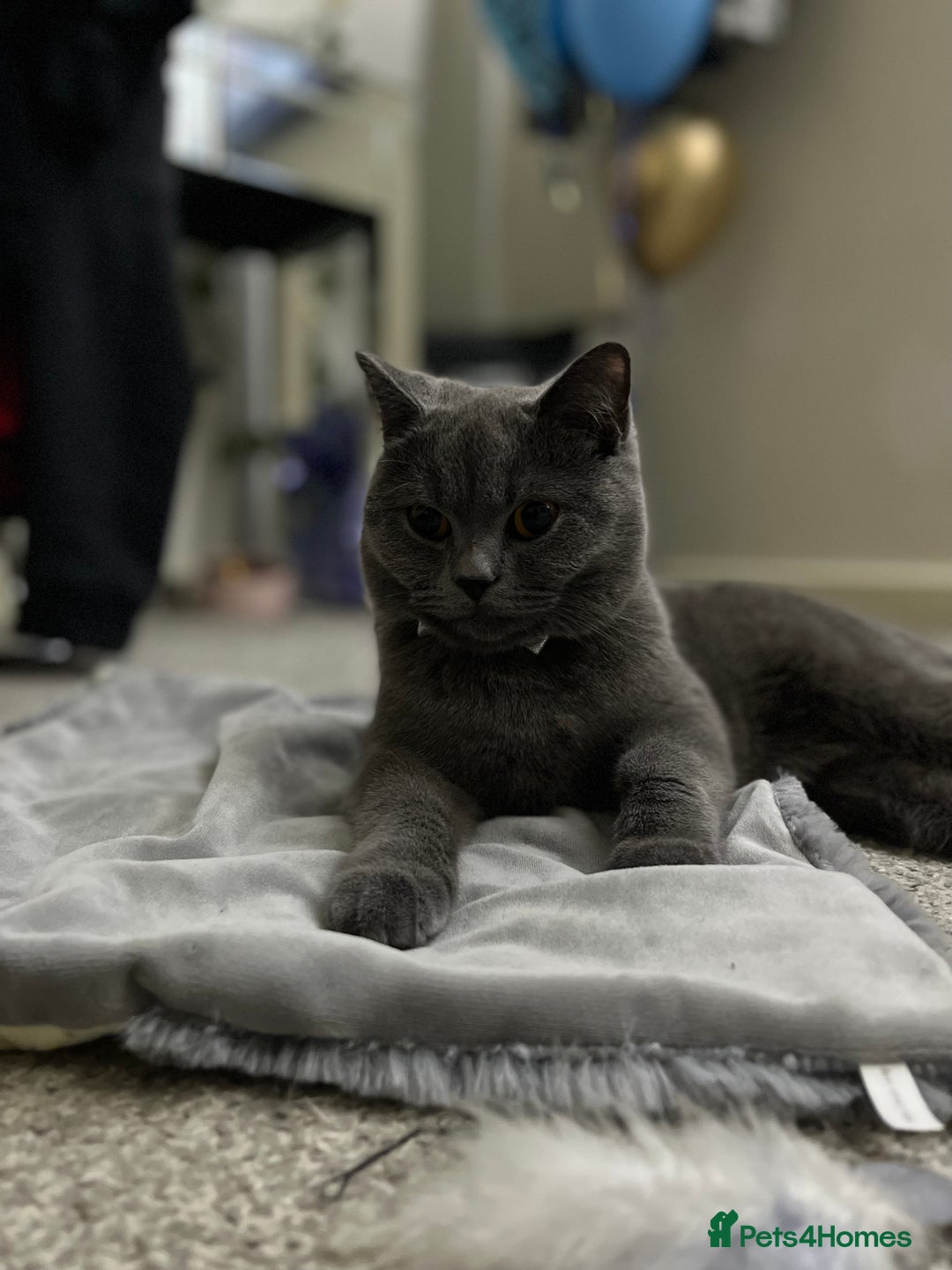 British Shorthair cats for sale: Half British Shorthaired Stunning Females - Image 1