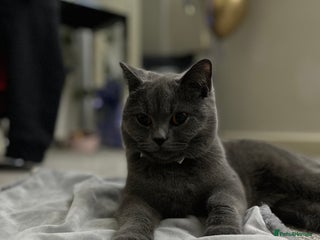 British Shorthair cats Half British Shorthaired Stunning Females - Advert 15