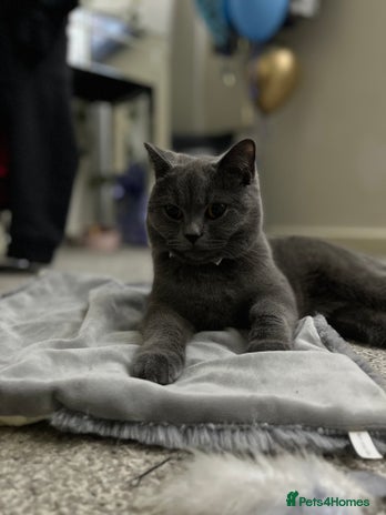 British Shorthair cats - Advert 1