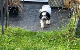 Sproodle dogs for sale: Beautiful Female Sproodle  - Image 2