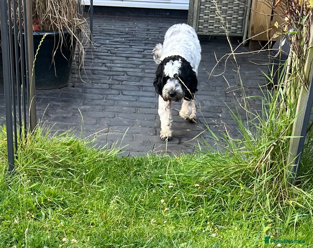Sproodle dogs for sale: Beautiful Female Sproodle  - Image 2