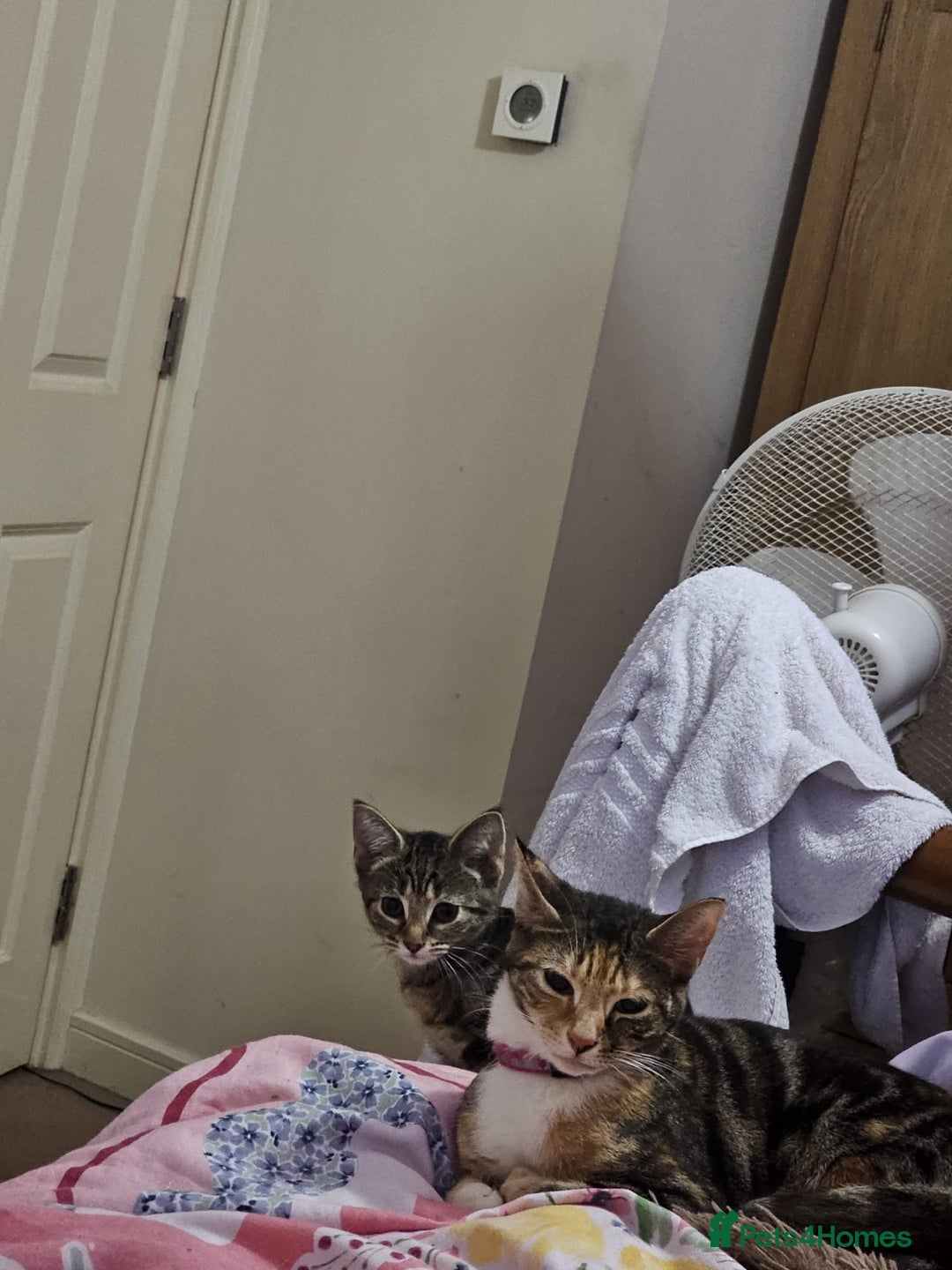 Mixed Breed cats for sale: 2 beautiful kittens  - Advert 3