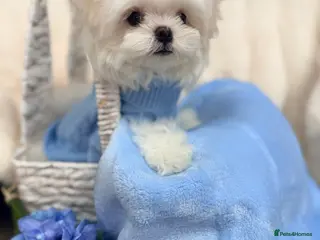 Maltese dogs Ready Now! Full Korean KC Registered little boy. - Advert 8