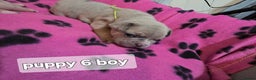 French Bulldog dogs for sale: Frenchie puppies for sale  - Advert 9