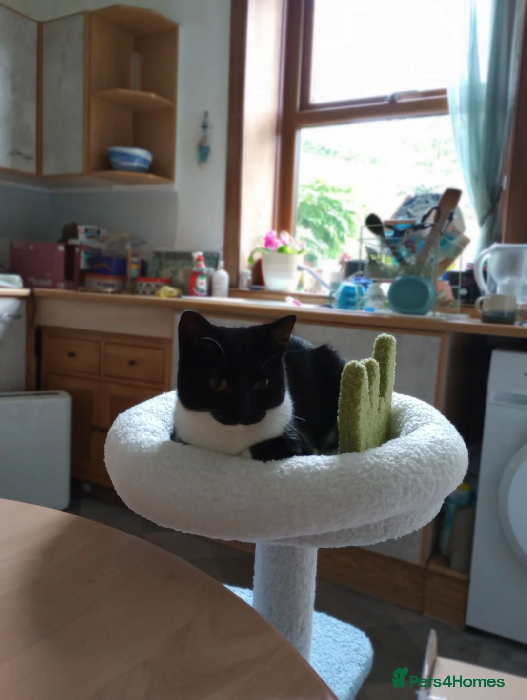 British Shorthair cats for sale: Lovely Neo in Rochdale - Advert 2