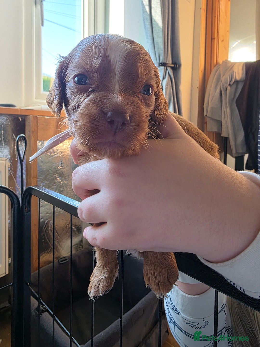 Cocker Spaniel dogs for sale: Beautiful Spaniel pups! - Advert 14